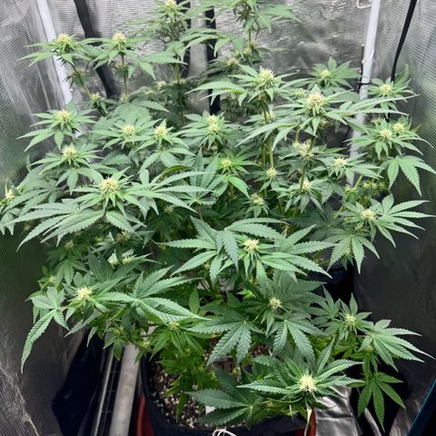 Barney’s Farm Pineapple Chunk  growlog timeline photo