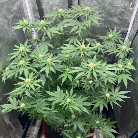 Barney’s Farm Pineapple Chunk  growlog timeline photo