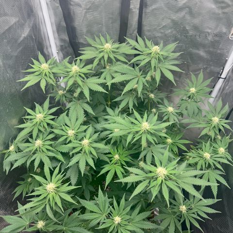 Barney’s Farm Pineapple Chunk  growlog timeline photo