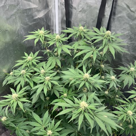 Barney’s Farm Pineapple Chunk  growlog timeline photo