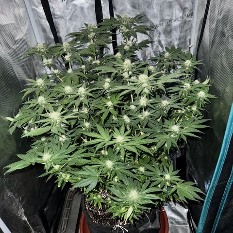 Barney’s Farm Pineapple Chunk  growlog timeline photo