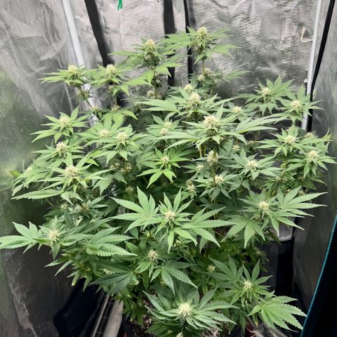 Barney’s Farm Pineapple Chunk  growlog timeline photo
