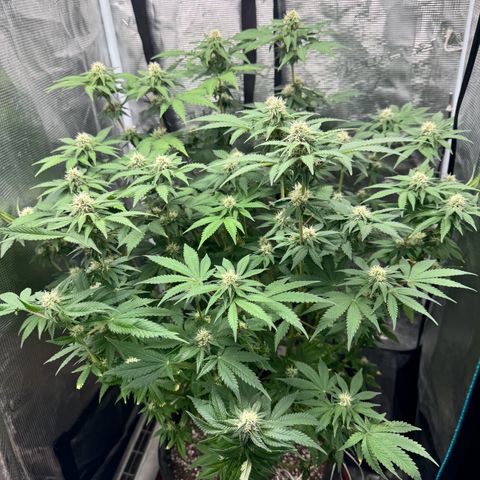 Barney’s Farm Pineapple Chunk  growlog timeline photo