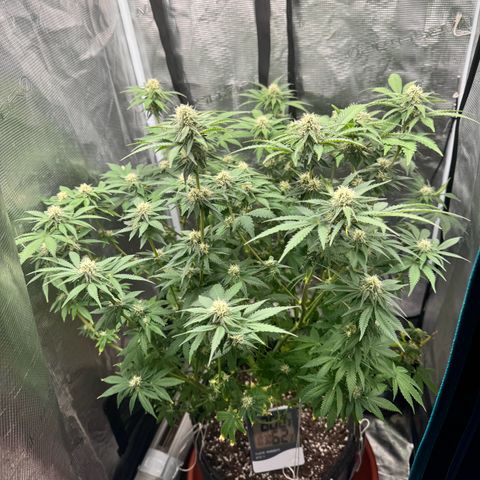 Barney’s Farm Pineapple Chunk  growlog timeline photo
