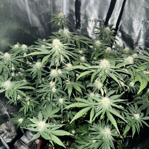 Barney’s Farm Pineapple Chunk  growlog timeline photo