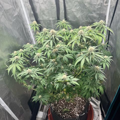 Barney’s Farm Pineapple Chunk  growlog timeline photo