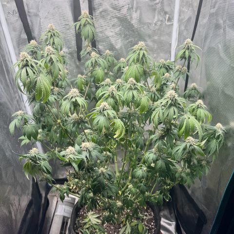 Barney’s Farm Pineapple Chunk  growlog timeline photo