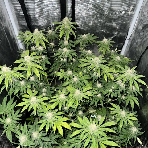 Barney’s Farm Pineapple Chunk  growlog timeline photo