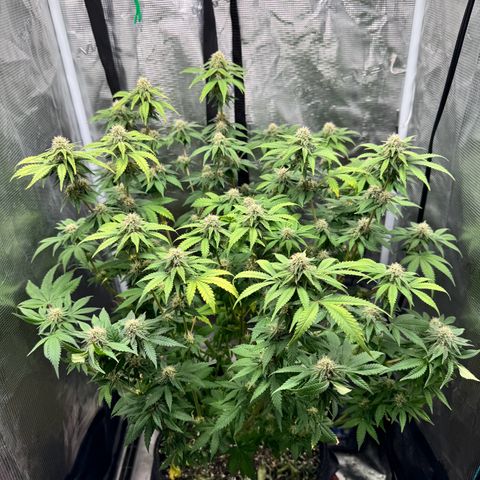 Barney’s Farm Pineapple Chunk  growlog timeline photo