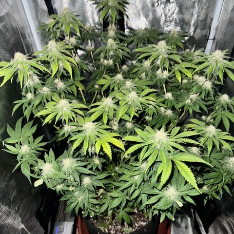 Barney’s Farm Pineapple Chunk  growlog timeline photo