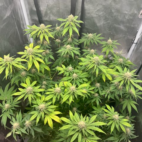 Barney’s Farm Pineapple Chunk  growlog timeline photo