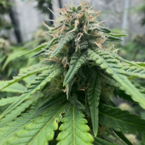Barney’s Farm Pineapple Chunk  growlog timeline photo