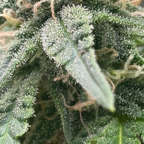 Barney’s Farm Pineapple Chunk  growlog timeline photo
