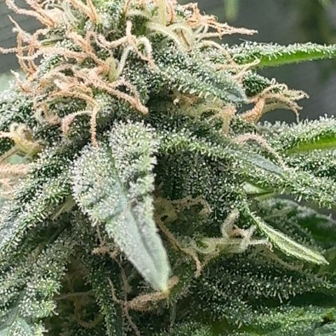 Barney’s Farm Pineapple Chunk  growlog timeline photo