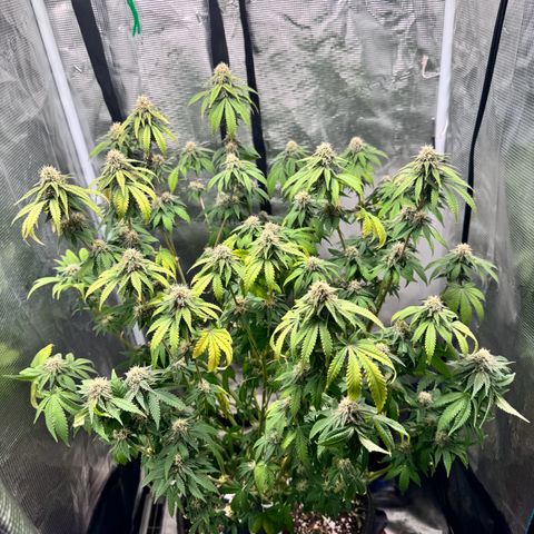 Barney’s Farm Pineapple Chunk  growlog timeline photo