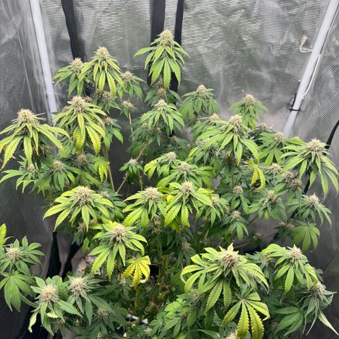 Barney’s Farm Pineapple Chunk  growlog timeline photo