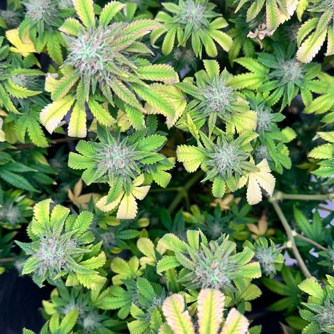 Barney’s Farm Pineapple Chunk  growlog timeline photo