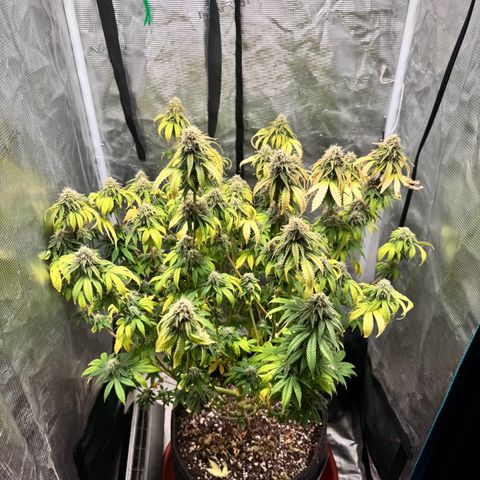 Barney’s Farm Pineapple Chunk  growlog timeline photo