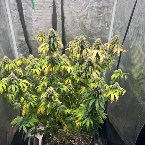 Barney’s Farm Pineapple Chunk  growlog timeline photo