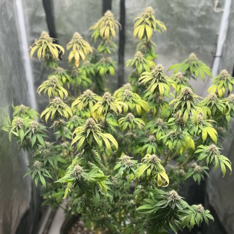Barney’s Farm Pineapple Chunk  growlog timeline photo