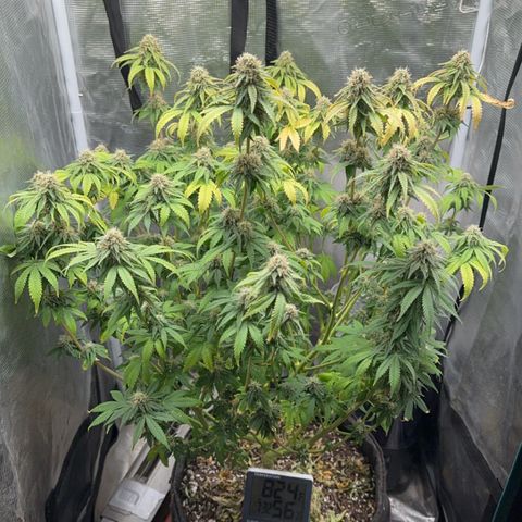 Barney’s Farm Pineapple Chunk  growlog timeline photo