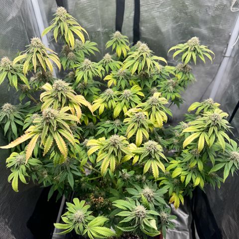 Barney’s Farm Pineapple Chunk  growlog timeline photo