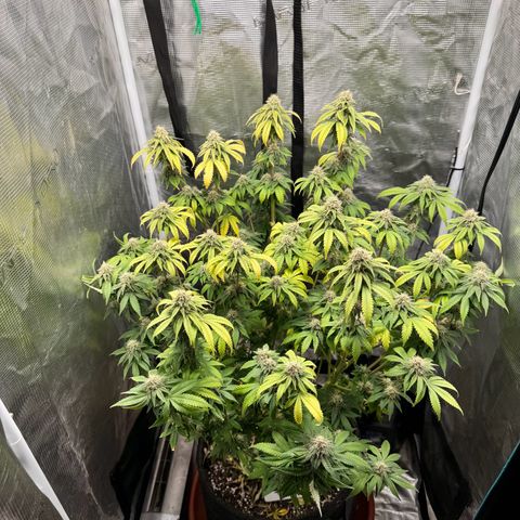 Barney’s Farm Pineapple Chunk  growlog timeline photo