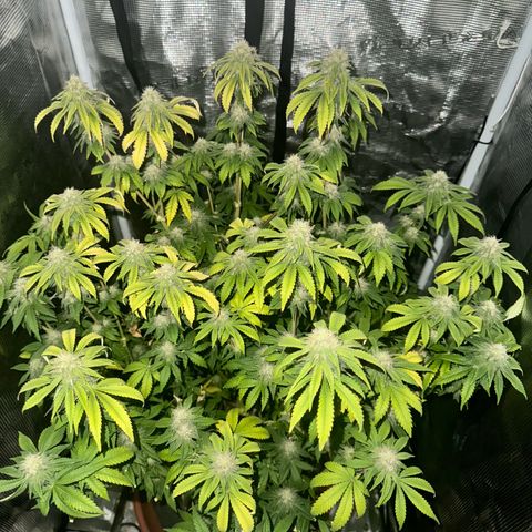 Barney’s Farm Pineapple Chunk  growlog timeline photo
