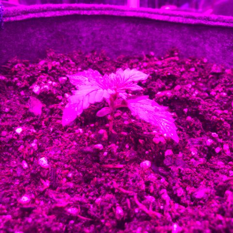 Lebron Haze  growlog timeline photo