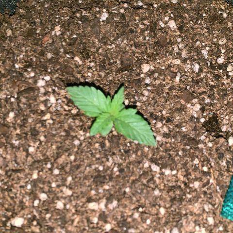 Lebron Haze  growlog timeline photo