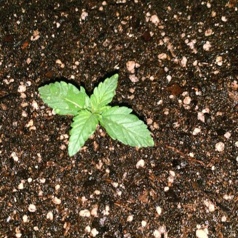 Lebron Haze  growlog timeline photo