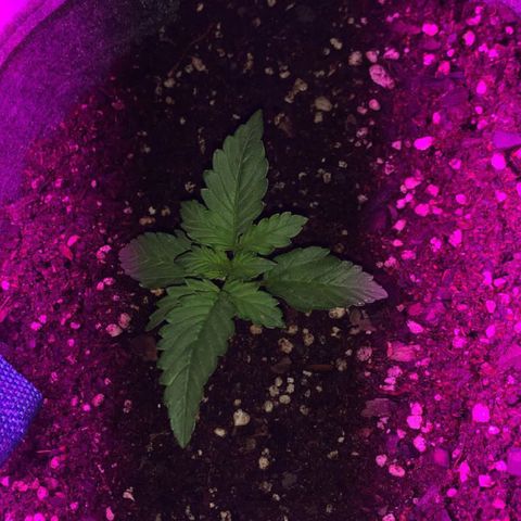 Lebron Haze  growlog timeline photo