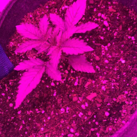 Lebron Haze  growlog timeline photo
