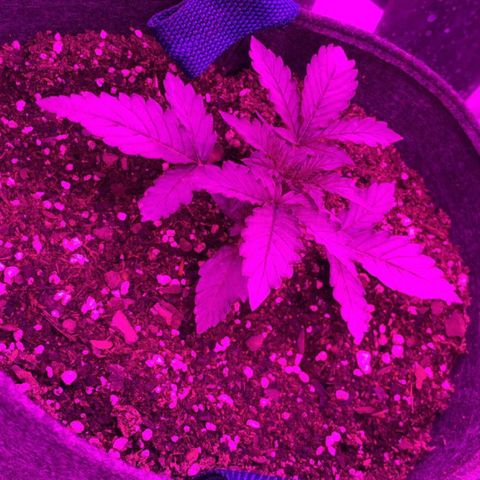 Lebron Haze  growlog timeline photo
