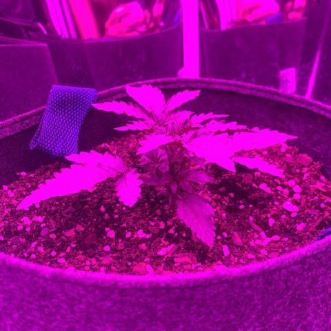 Lebron Haze  growlog timeline photo