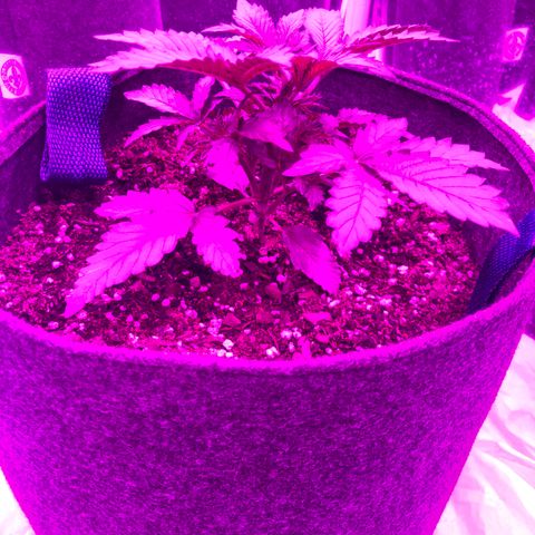 Lebron Haze  growlog timeline photo