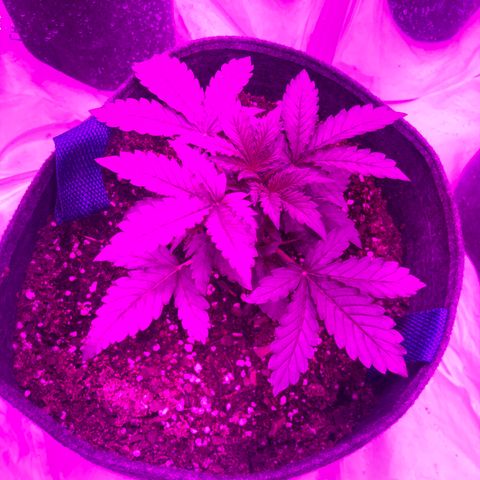 Lebron Haze  growlog timeline photo