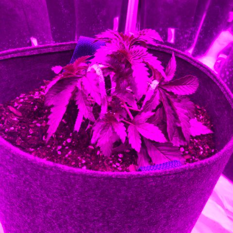 Lebron Haze  growlog timeline photo