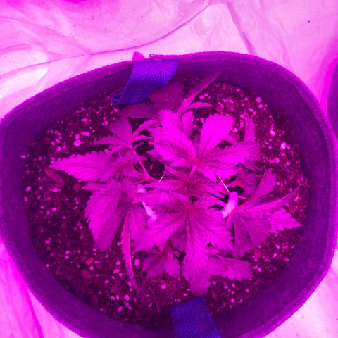 Lebron Haze  growlog timeline photo