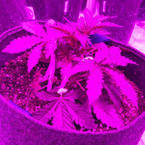 Lebron Haze  growlog photo: 6 hs despues del LST con luz apagada