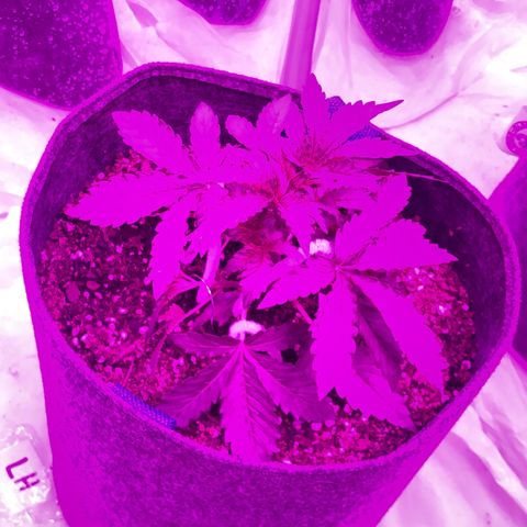 Lebron Haze  growlog timeline photo