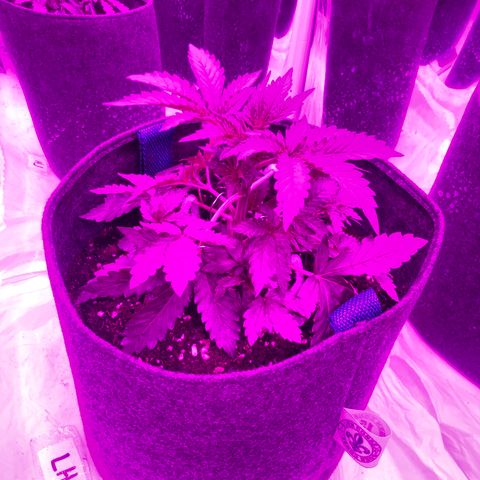Lebron Haze  growlog timeline photo