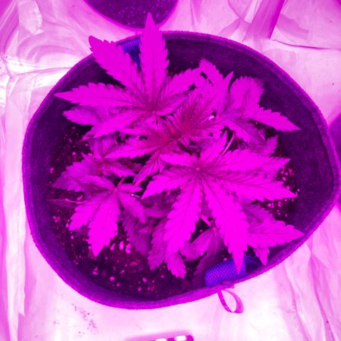 Lebron Haze  growlog timeline photo