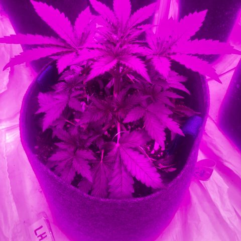 Lebron Haze  growlog timeline photo