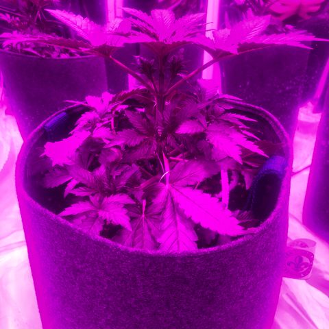 Lebron Haze  growlog timeline photo