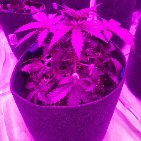 Lebron Haze  growlog timeline photo