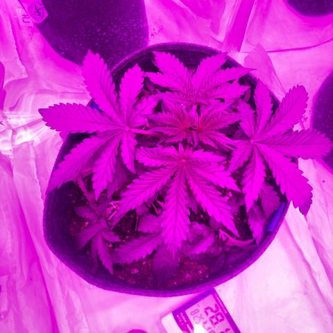 Lebron Haze  growlog timeline photo