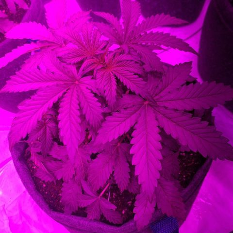 Lebron Haze  growlog timeline photo
