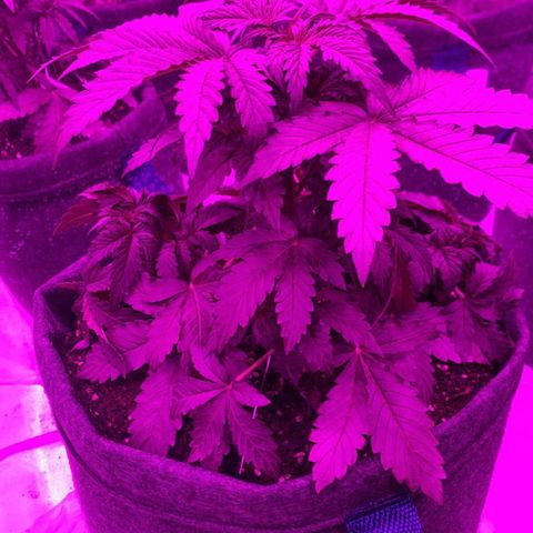Lebron Haze  growlog timeline photo