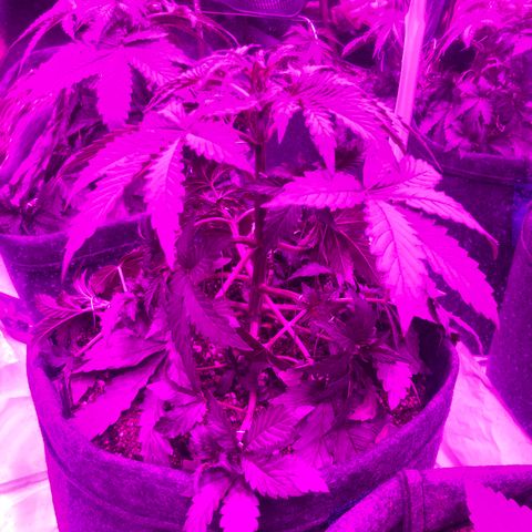 Lebron Haze  growlog timeline photo